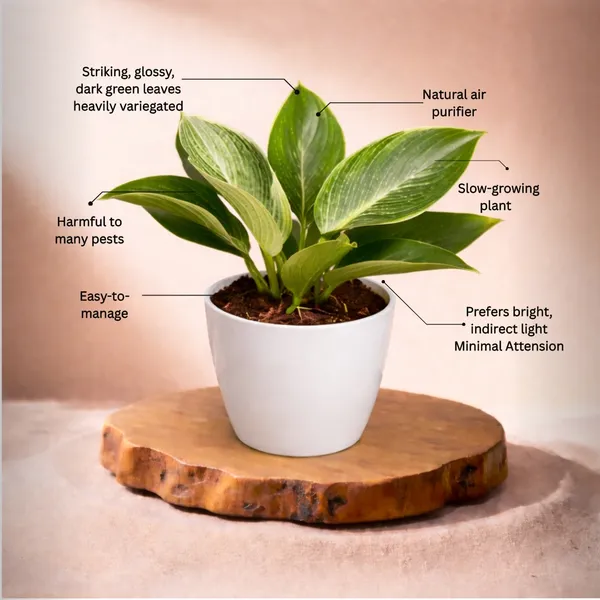Philodendron_Birkin_Plant_with_Pot_|_Philodendron_Plant_|_Lucky_Vastu_&_Positive_Energy_Plant_|Air_Purifying_Indoor_Plant_|Low_Maintenance_Live_Plant_for_Home_&_Office_D�cor_|_Minimalist_Style_for_Green_Decor_and_Corporate_Gifting