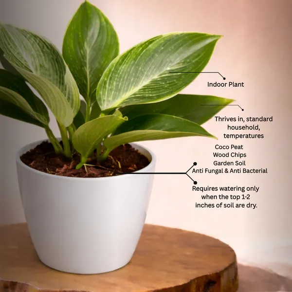 Philodendron_Birkin_Plant_with_Pot_|_Philodendron_Plant_|_Lucky_Vastu_&_Positive_Energy_Plant_|Air_Purifying_Indoor_Plant_|Low_Maintenance_Live_Plant_for_Home_&_Office_D�cor_|_Minimalist_Style_for_Green_Decor_and_Corporate_Gifting