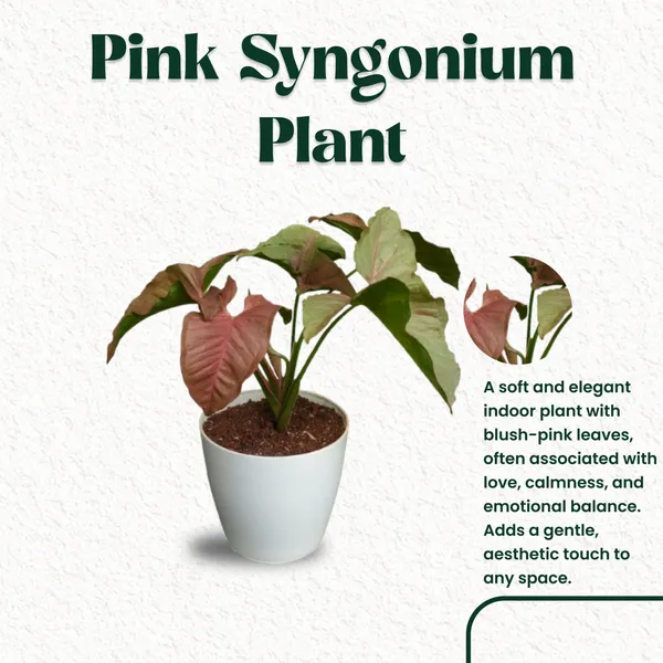 Pink_Syngonium_Plant_with_Pot_|_Pink_Indoor_Plant_|_Lucky_Vastu_&_Positive_Energy_Plant_|Air_Purifying_Indoor_Plant_|_Minimalist_Style_for_Home,_Office_and_Gifting