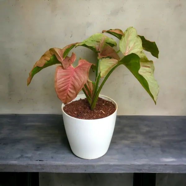 Pink_Syngonium_Plant_with_Pot_|_Pink_Indoor_Plant_|_Lucky_Vastu_&_Positive_Energy_Plant_|Air_Purifying_Indoor_Plant_|_Minimalist_Style_for_Home,_Office_and_Gifting