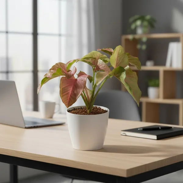 Pink_Syngonium_Plant_with_Pot_|_Pink_Indoor_Plant_|_Lucky_Vastu_&_Positive_Energy_Plant_|Air_Purifying_Indoor_Plant_|_Minimalist_Style_for_Home,_Office_and_Gifting