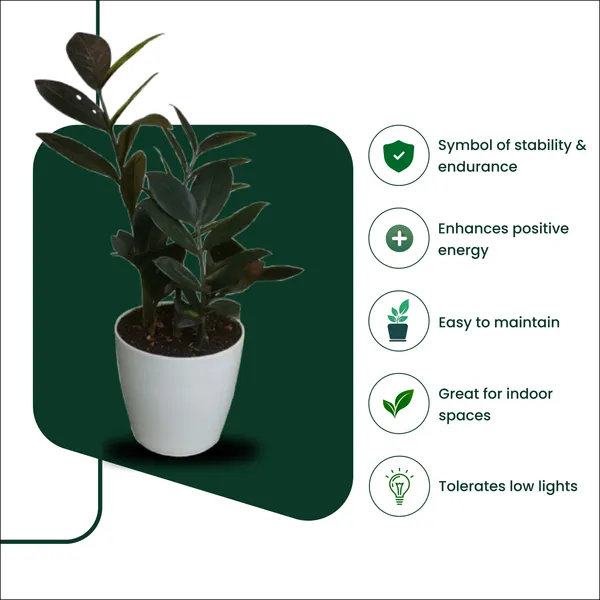 Black_ZZ_Plant_with_Pot_|_Perfect_for_corporate_desks_|_Luxury_for_Every_Space_|_Luxury_Sustainable_Gifting_|_Executive_Office_D�cor|_Gift_for_Housewarming,_Corporate_Gifitng_&_Corporate_Events