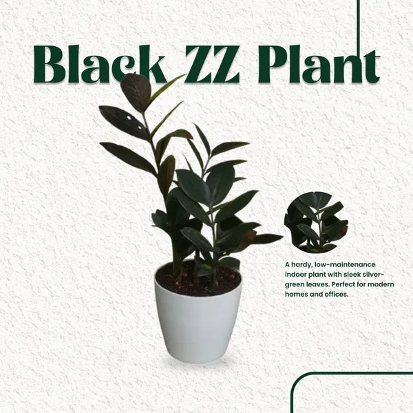 Black_ZZ_Plant_with_Pot_|_Perfect_for_corporate_desks_|_Luxury_for_Every_Space_|_Luxury_Sustainable_Gifting_|_Executive_Office_D�cor|_Gift_for_Housewarming,_Corporate_Gifitng_&_Corporate_Events