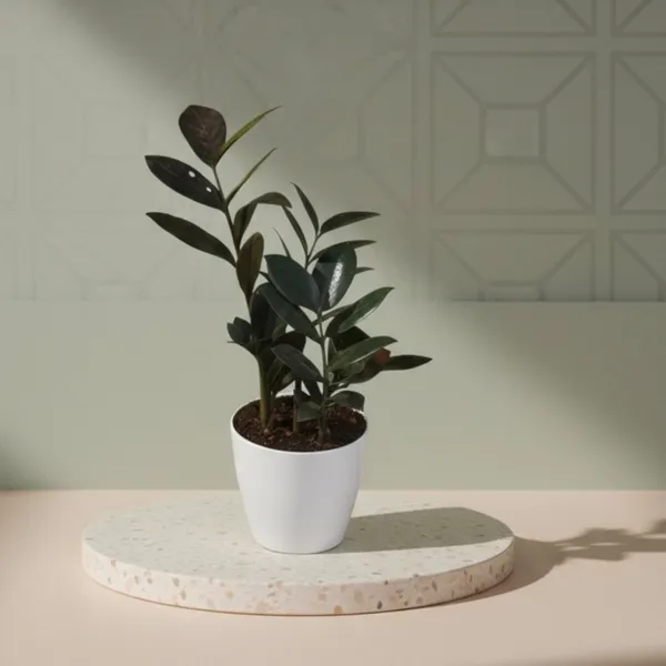 Black_ZZ_Plant_with_Pot_|_Perfect_for_corporate_desks_|_Luxury_for_Every_Space_|_Luxury_Sustainable_Gifting_|_Executive_Office_D�cor|_Gift_for_Housewarming,_Corporate_Gifitng_&_Corporate_Events
