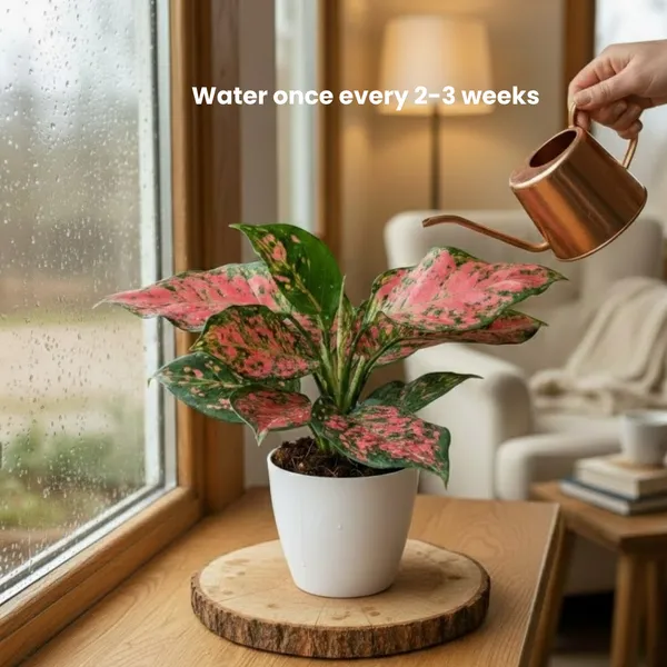 Red_Valentine_Aglaonema_Plant_with_Pot|_Lucky_Vastu_&_Positive_Energy_Plant_|Air_Purifying_Indoor_Plant_|Colorful_Foliage_Plant_|_Gift_for_Housewarming,_Valentine_&_Corporate_|_Easy_Care_Indoor_Plant