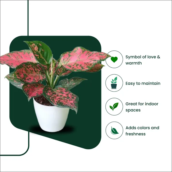 Red_Valentine_Aglaonema_Plant_with_Pot|_Lucky_Vastu_&_Positive_Energy_Plant_|Air_Purifying_Indoor_Plant_|Colorful_Foliage_Plant_|_Gift_for_Housewarming,_Valentine_&_Corporate_|_Easy_Care_Indoor_Plant