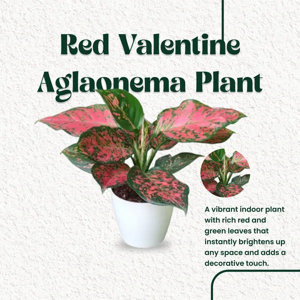 Red_Valentine_Aglaonema_Plant_with_Pot|_Lucky_Vastu_&_Positive_Energy_Plant_|Air_Purifying_Indoor_Plant_|Colorful_Foliage_Plant_|_Gift_for_Housewarming,_Valentine_&_Corporate_|_Easy_Care_Indoor_Plant