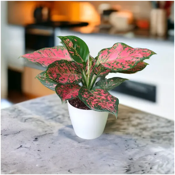 Red_Valentine_Aglaonema_Plant_with_Pot|_Lucky_Vastu_&_Positive_Energy_Plant_|Air_Purifying_Indoor_Plant_|Colorful_Foliage_Plant_|_Gift_for_Housewarming,_Valentine_&_Corporate_|_Easy_Care_Indoor_Plant
