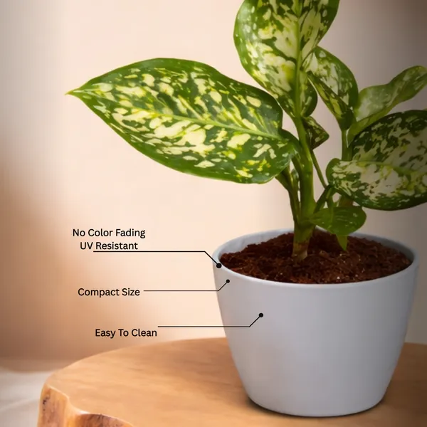 Anjuman_White_Aglaonema_Plant_with_Pot_|_Boost_Productivity_&_Mental_Clarity_|_Perfect_for_Restaurants,_Return_Gifts,_Corporate_Gifting._Corporate_Spaces_|_Colorful_Foliage_Plant_|_Easy_Care_Indoor_Plant