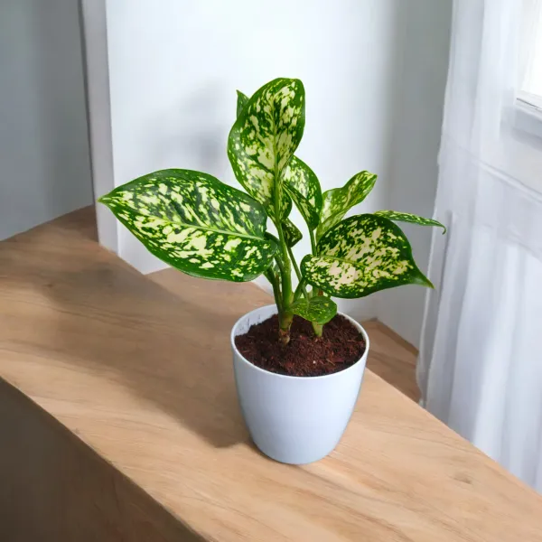 Anjuman_White_Aglaonema_Plant_with_Pot_|_Boost_Productivity_&_Mental_Clarity_|_Perfect_for_Restaurants,_Return_Gifts,_Corporate_Gifting._Corporate_Spaces_|_Colorful_Foliage_Plant_|_Easy_Care_Indoor_Plant
