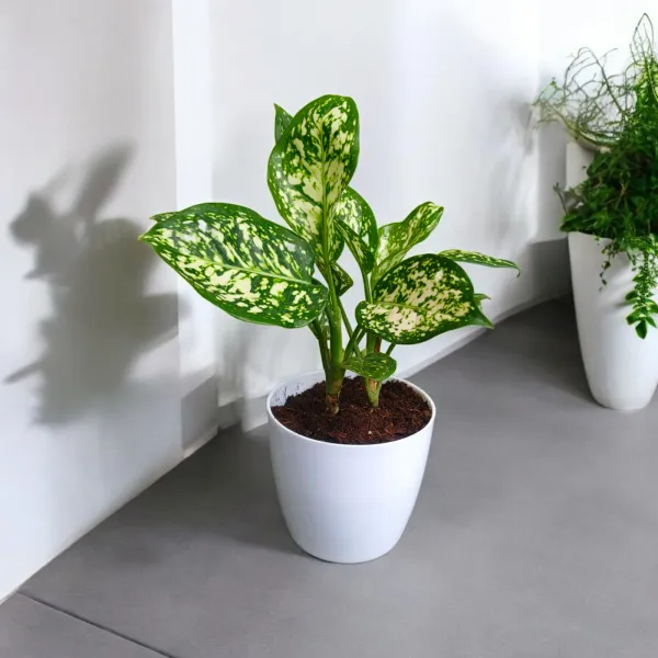 Anjuman_White_Aglaonema_Plant_with_Pot_|_Boost_Productivity_&_Mental_Clarity_|_Perfect_for_Restaurants,_Return_Gifts,_Corporate_Gifting._Corporate_Spaces_|_Colorful_Foliage_Plant_|_Easy_Care_Indoor_Plant