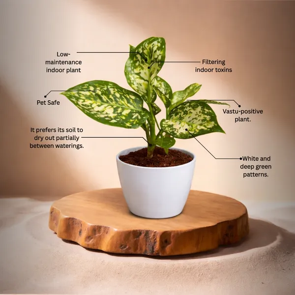 Anjuman_White_Aglaonema_Plant_with_Pot_|_Boost_Productivity_&_Mental_Clarity_|_Perfect_for_Restaurants,_Return_Gifts,_Corporate_Gifting._Corporate_Spaces_|_Colorful_Foliage_Plant_|_Easy_Care_Indoor_Plant