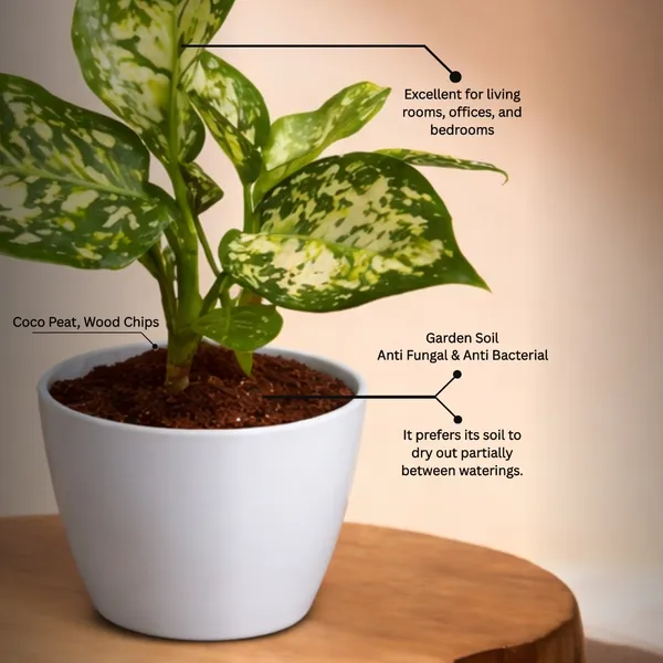 Anjuman_White_Aglaonema_Plant_with_Pot_|_Boost_Productivity_&_Mental_Clarity_|_Perfect_for_Restaurants,_Return_Gifts,_Corporate_Gifting._Corporate_Spaces_|_Colorful_Foliage_Plant_|_Easy_Care_Indoor_Plant
