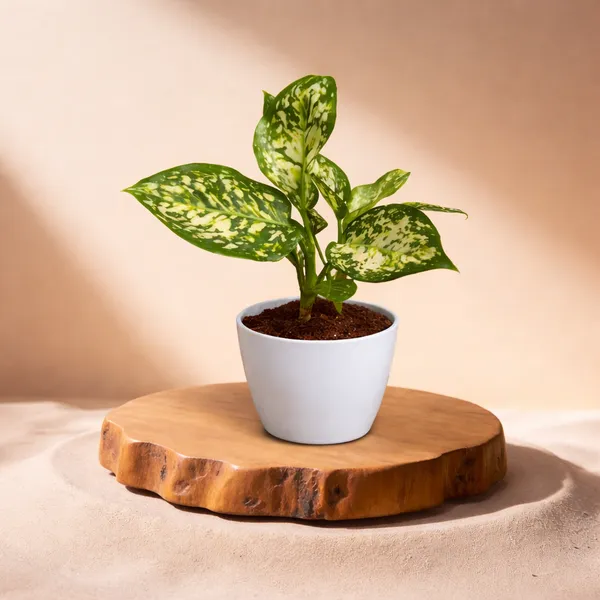 Anjuman_White_Aglaonema_Plant_with_Pot_|_Boost_Productivity_&_Mental_Clarity_|_Perfect_for_Restaurants,_Return_Gifts,_Corporate_Gifting._Corporate_Spaces_|_Colorful_Foliage_Plant_|_Easy_Care_Indoor_Plant