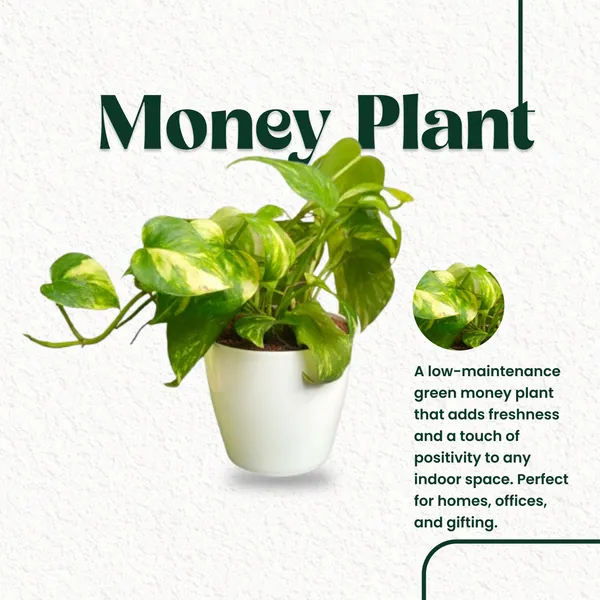 Green_Money_Plant_with_Pot_|Lucky_Vastu_Indoor_Plant_|_Money_Plant|Prosperity_Plant_|_Air_Purifying_Low_Maintenance_Live_Plant_for_Home_&_Office_D�cor|_Positive_Energy_Plant_|_Affordable_Prosperity_for_Every_Home