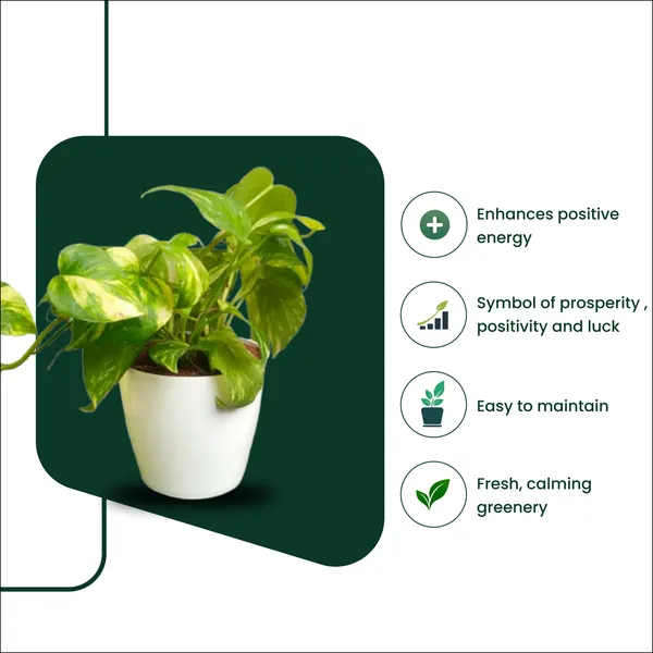 Green_Money_Plant_with_Pot_|Lucky_Vastu_Indoor_Plant_|_Money_Plant|Prosperity_Plant_|_Air_Purifying_Low_Maintenance_Live_Plant_for_Home_&_Office_D�cor|_Positive_Energy_Plant_|_Affordable_Prosperity_for_Every_Home