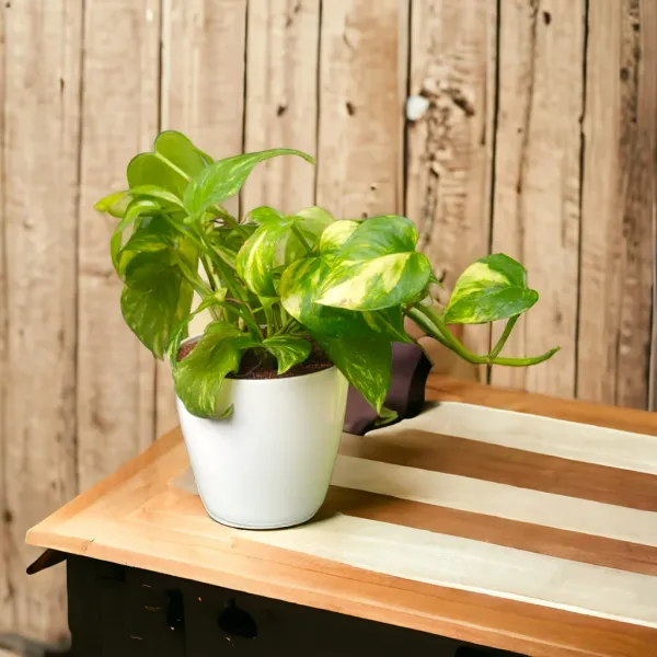 Green_Money_Plant_with_Pot_|Lucky_Vastu_Indoor_Plant_|_Money_Plant|Prosperity_Plant_|_Air_Purifying_Low_Maintenance_Live_Plant_for_Home_&_Office_D�cor|_Positive_Energy_Plant_|_Affordable_Prosperity_for_Every_Home