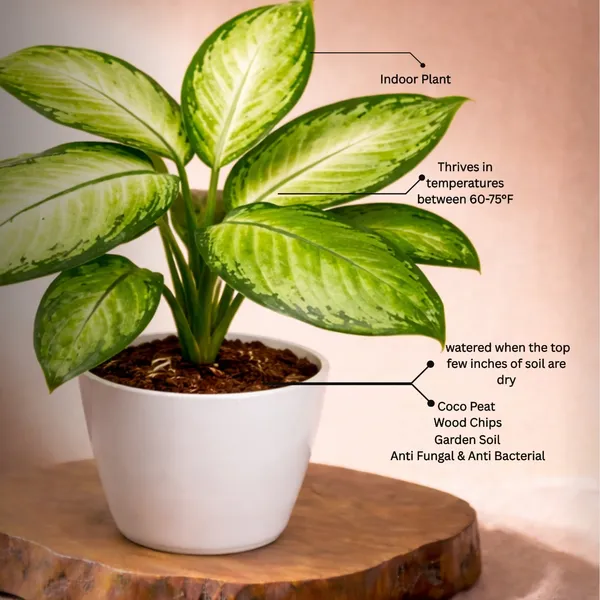 Premium_Varicated_Pinki_Plant_with_Pot_|_Signature_Pink_Statement|_Luxury_for_Every_Space_|_Luxury_Sustainable_Gifting_Plant_|_Executive_office_d�cor_|_Low_Maintenance_&_Easy_Care