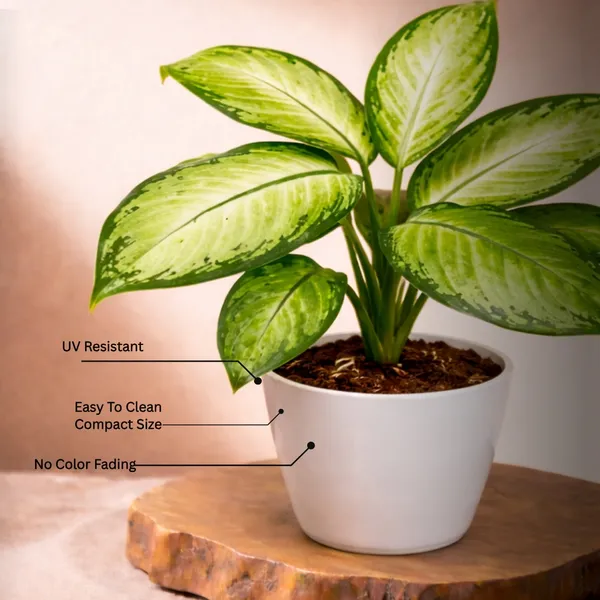 Premium_Varicated_Pinki_Plant_with_Pot_|_Signature_Pink_Statement|_Luxury_for_Every_Space_|_Luxury_Sustainable_Gifting_Plant_|_Executive_office_d�cor_|_Low_Maintenance_&_Easy_Care