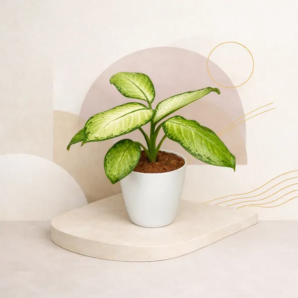 Premium_Varicated_Pinki_Plant_with_Pot_|_Signature_Pink_Statement|_Luxury_for_Every_Space_|_Luxury_Sustainable_Gifting_Plant_|_Executive_office_d�cor_|_Low_Maintenance_&_Easy_Care