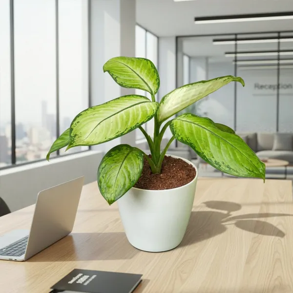Premium_Varicated_Pinki_Plant_with_Pot_|_Signature_Pink_Statement|_Luxury_for_Every_Space_|_Luxury_Sustainable_Gifting_Plant_|_Executive_office_d�cor_|_Low_Maintenance_&_Easy_Care