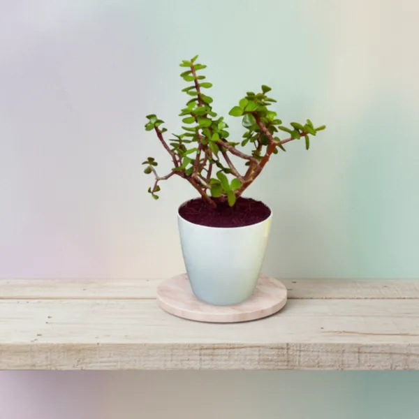 Jade_Plant_with_Pot_|_Attracts_&_builds_Wealth_Creation_for_You_|_Lucky_Vastu_Indoor_Plant_|_Minimalist_Style_for_Home,_Office_decor_and_Luxury_Sustainable_Corporate_Gifting_|_Ideal_for_Client_Appreciation_Gifts