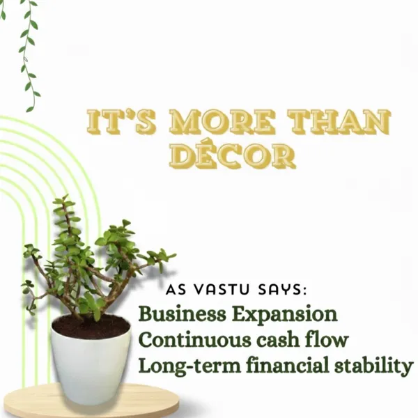 Jade_Plant_with_Pot_|_Attracts_&_builds_Wealth_Creation_for_You_|_Lucky_Vastu_Indoor_Plant_|_Minimalist_Style_for_Home,_Office_decor_and_Luxury_Sustainable_Corporate_Gifting_|_Ideal_for_Client_Appreciation_Gifts