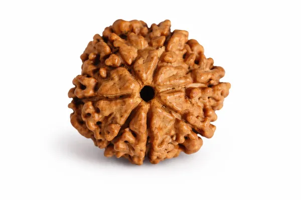 Original_7_Mukhi_Nepali_Rudraksha_(Certified)_-Wealth_&_Prosprrity_Bead