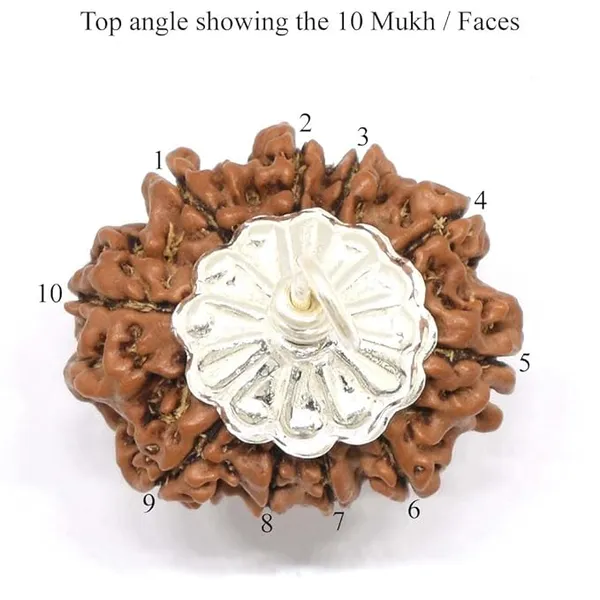 Brown_10_Mukhi_Nepali_Rudraksh_Pendant_For_Men_&_Women