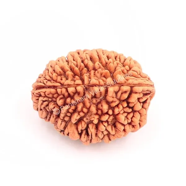 Brown_2_Mukhi_Nepali_Rudraksh_For_Men_&_Women