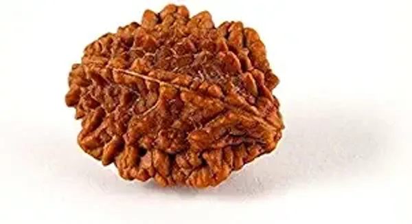 Brown_2_Mukhi_Nepali_Rudraksh_For_Men_&_Women