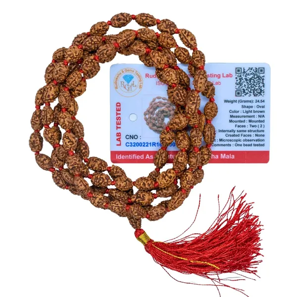 Brown_2_Mukhi_Rudraksh_Beads_Mala_(108_Beads)