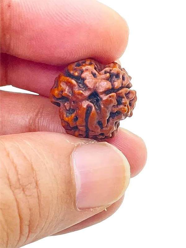 Brown_3_Mukhi_Nepali_Rudraksh_For_Men_&_Women