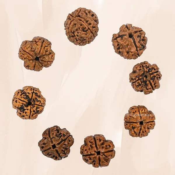 Brown_4_Mukhi_Nepali_Rudraksha_For_Men_&_Women