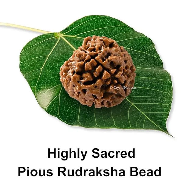 Brown_4_Mukhi_Nepali_Rudraksha_For_Men_&_Women