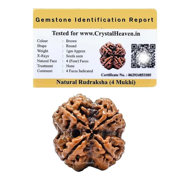 Brown_4_Mukhi_Nepali_Rudraksha_For_Men_&_Women