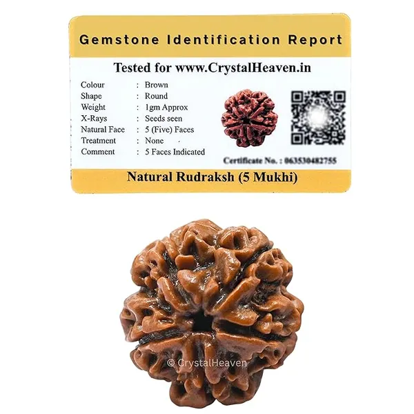 Brown_5_Mukhi_Nepali_Rudraksh_For_Men_&_Women