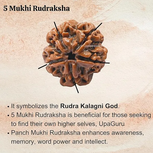 Brown_5_Mukhi_Nepali_Rudraksh_For_Men_&_Women