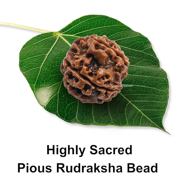 Brown_5_Mukhi_Nepali_Rudraksh_For_Men_&_Women