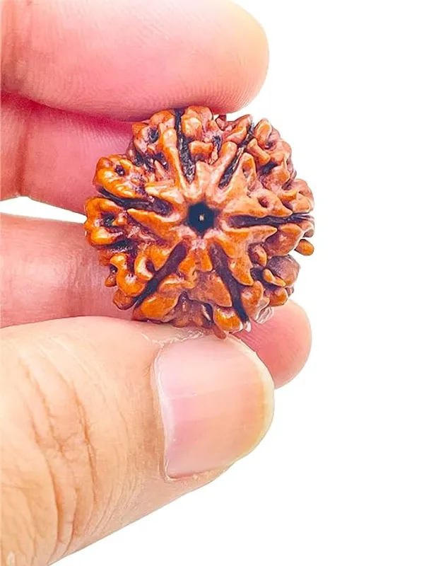Brown_6_Mukhi_Nepali_Rudraksha_For_Men_&_Women
