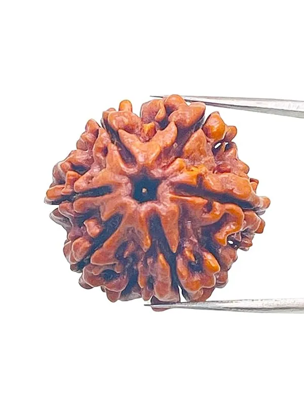 Brown_6_Mukhi_Nepali_Rudraksha_For_Men_&_Women
