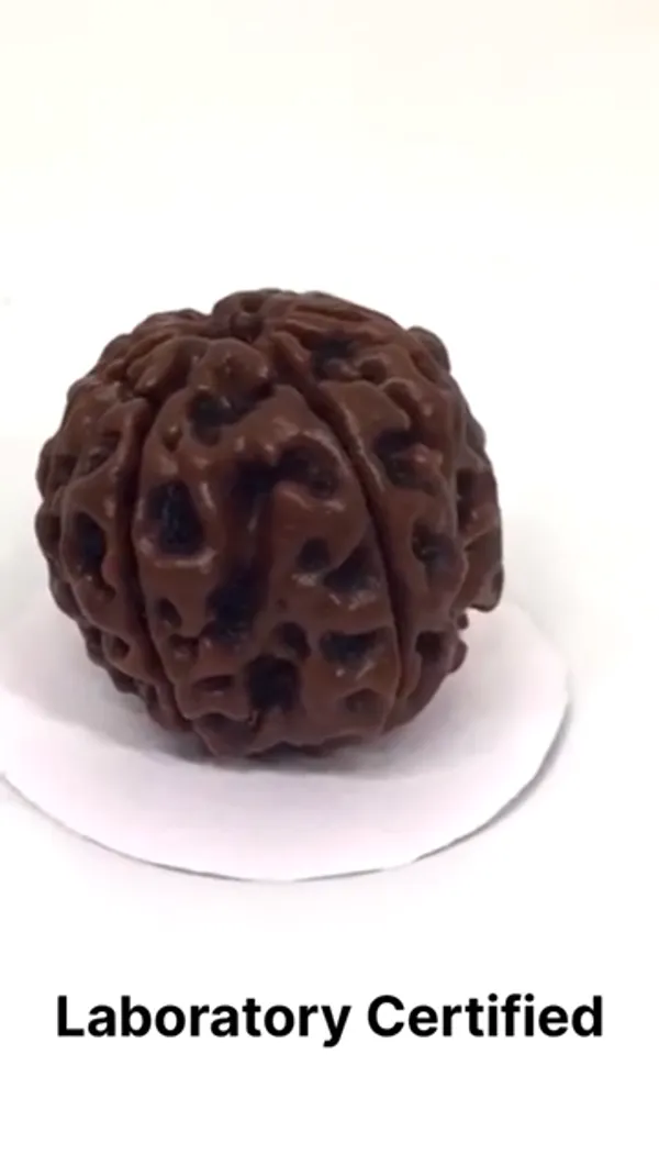 Brown_6_Mukhi_Nepali_Rudraksha_For_Men_&_Women