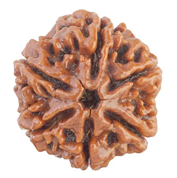 Brown_6_Mukhi_Nepali_Rudraksha_For_Men_&_Women