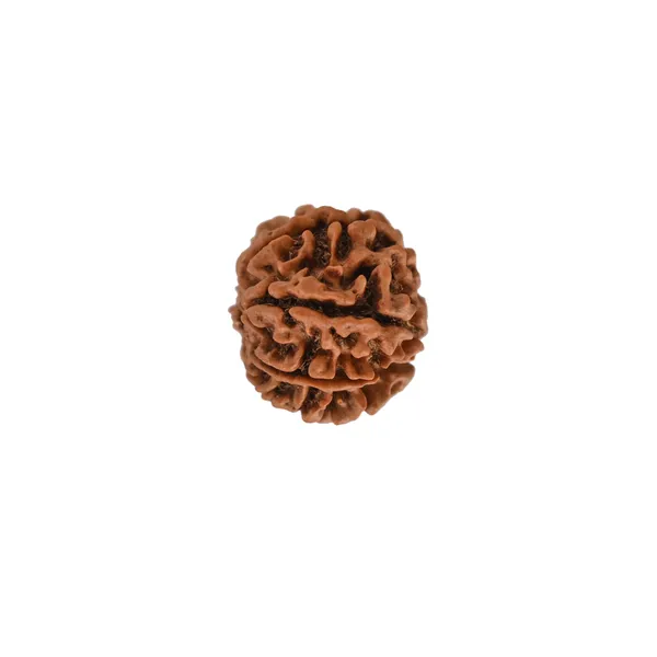 Brown_7_Mukhi_Nepali_Rudraksha_For_Men_&_Women