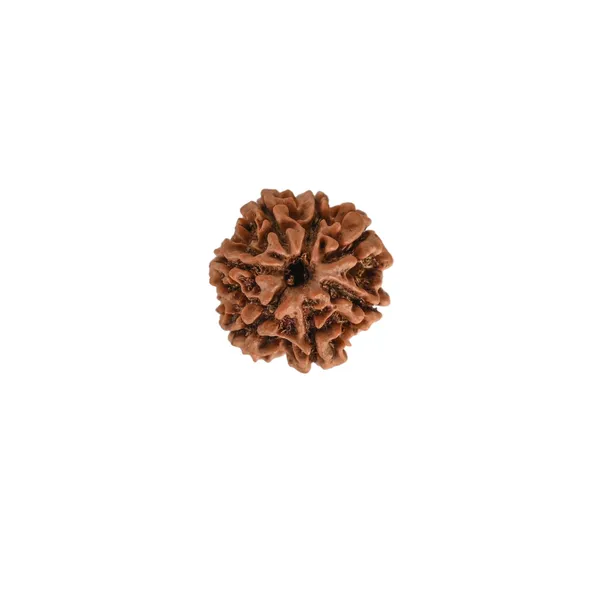 Brown_7_Mukhi_Nepali_Rudraksha_For_Men_&_Women