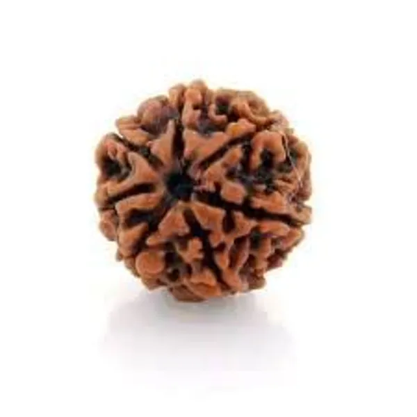 Brown_7_Mukhi_Nepali_Rudraksha_For_Men_&_Women