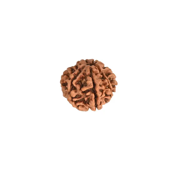 Brown_7_Mukhi_Nepali_Rudraksha_For_Men_&_Women
