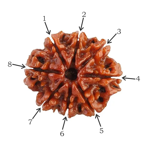 Brown_8_Mukhi_Nepali_Rudraksha_For_Men_&_Women