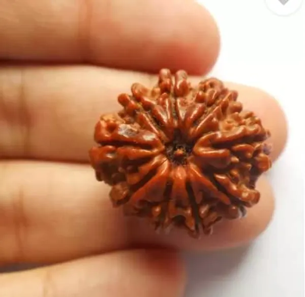 Brown_9_Mukhi_Nepali_Rudraksha_For_Men_&_Women
