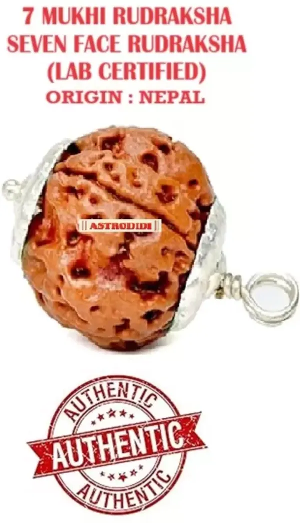 Original_7_Mukhi_Napali_Rudraksha_-_Seven_Face